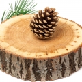 Texas Cedar