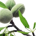 Almond Tree