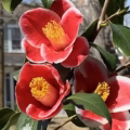Camelia