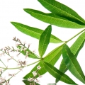 Lemon Leaf Oil