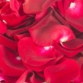 Turkey Red Rose