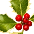 Holly