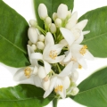 Neroli Essence