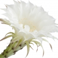 night-blooming-cereus