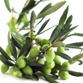 Olive Blossom