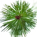 Pine Tree Needles