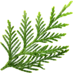 White Cedar Extract