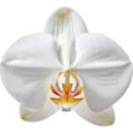 White Orchid